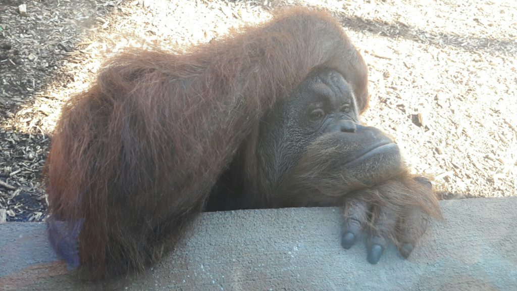 Roma Bioparco Scimpanzè