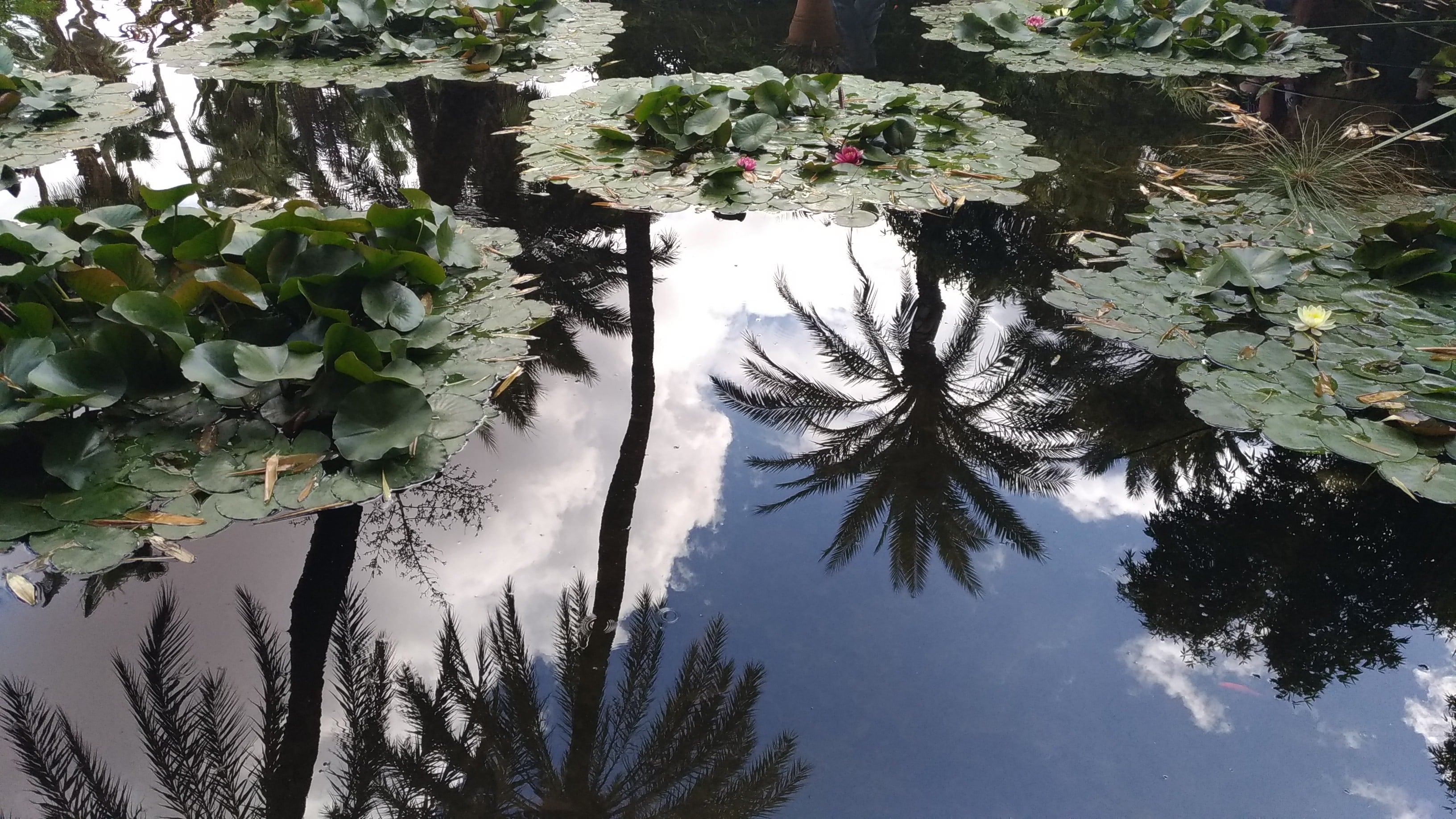 Marrakesh Marocco giardini Majorelle tra palme e ninfee