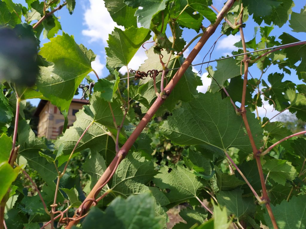 Fattoria Betti vigneto e cantina