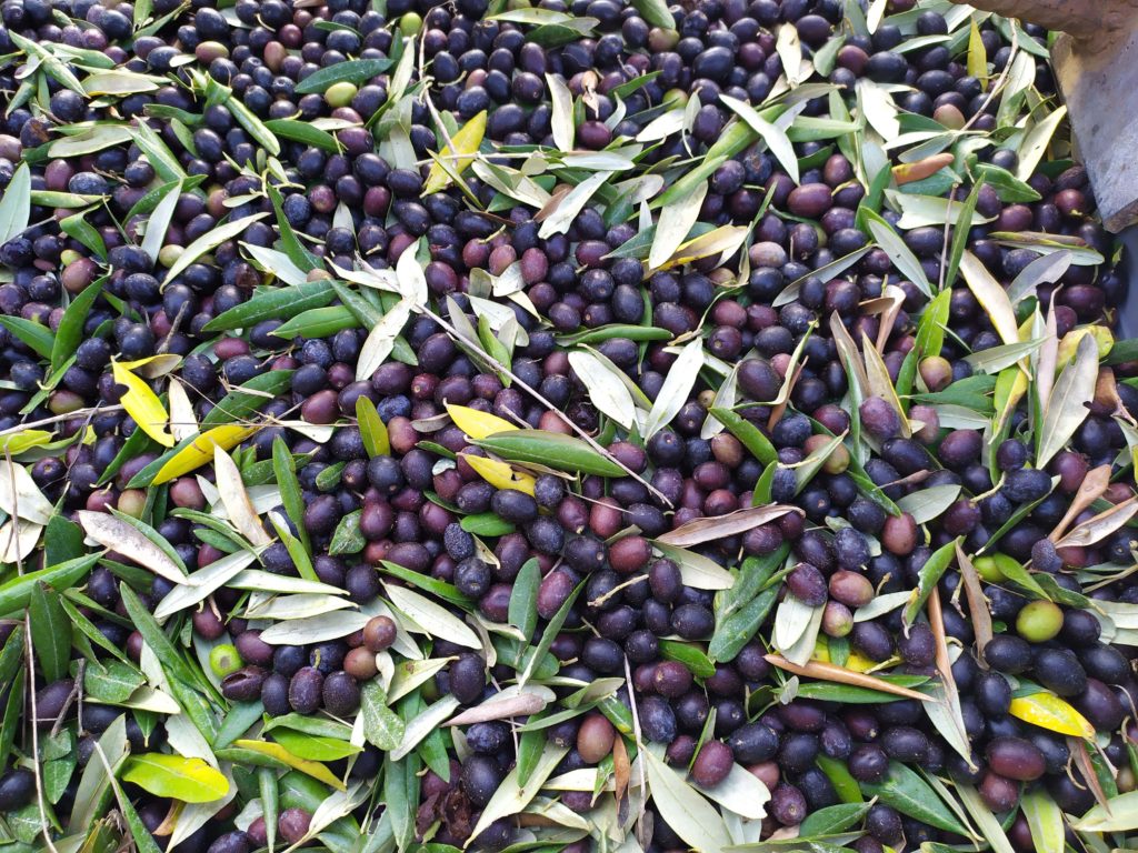 Olive Pruneti San Paolo frantoio