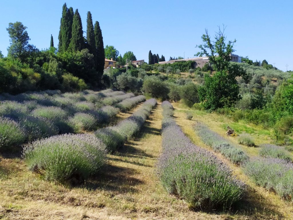 lavanda Borghetto 39 Firenze