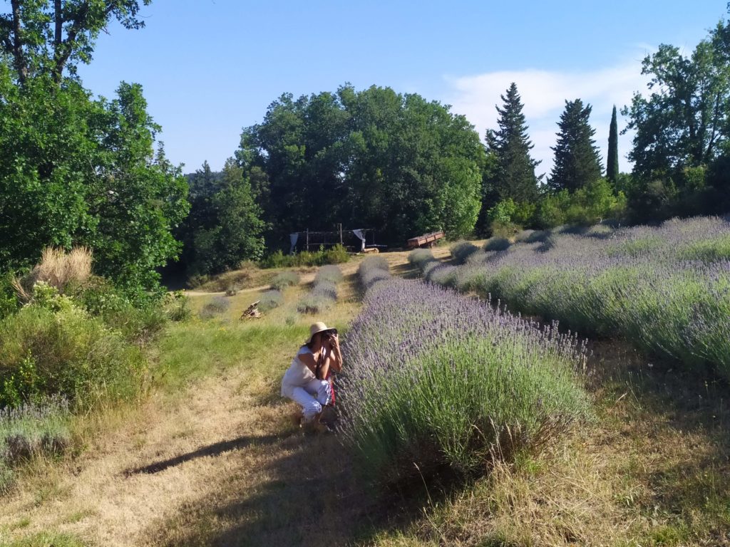 lavanda Borghetto 39 Firenze