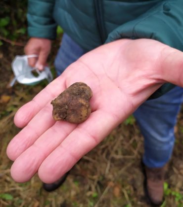 Ricerca e degustazione del tartufo di San Miniato