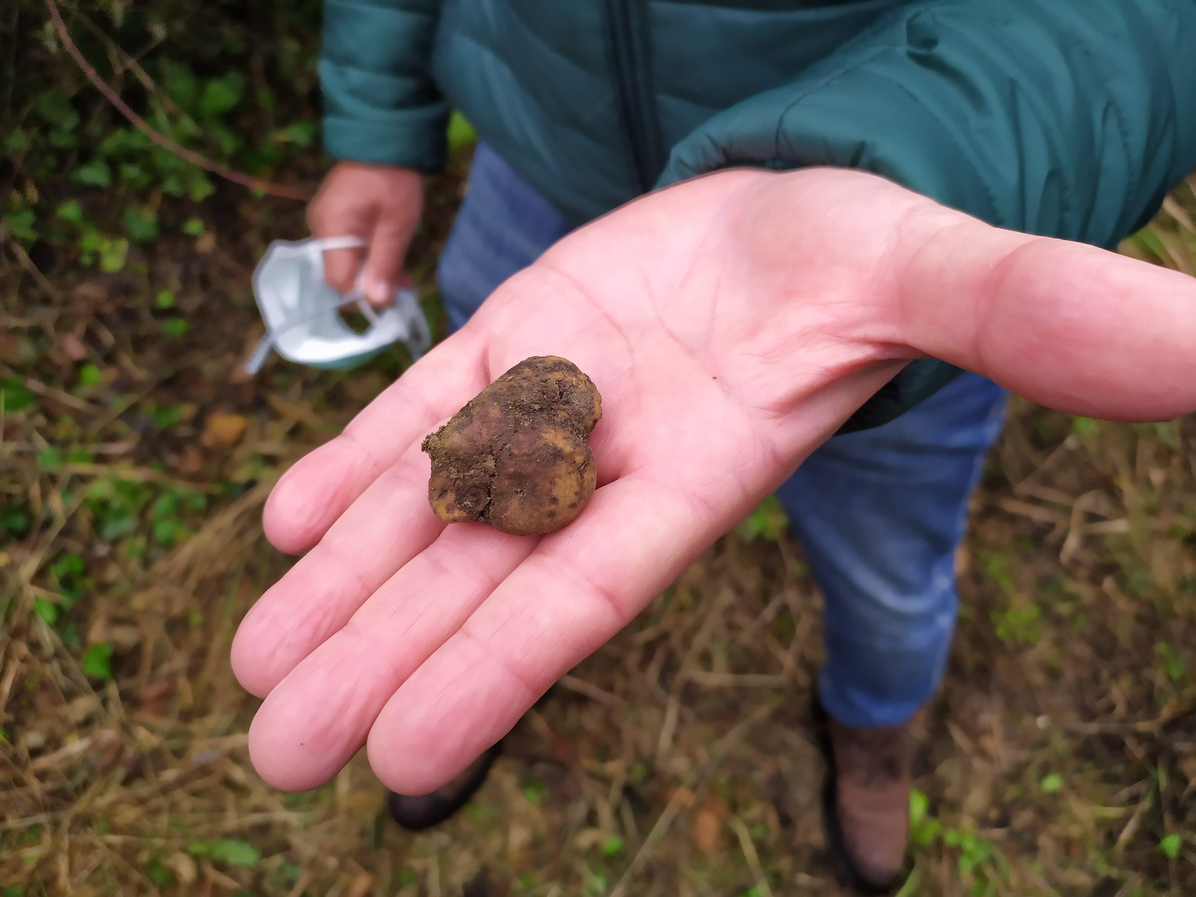 San Miniato tartufo bianco