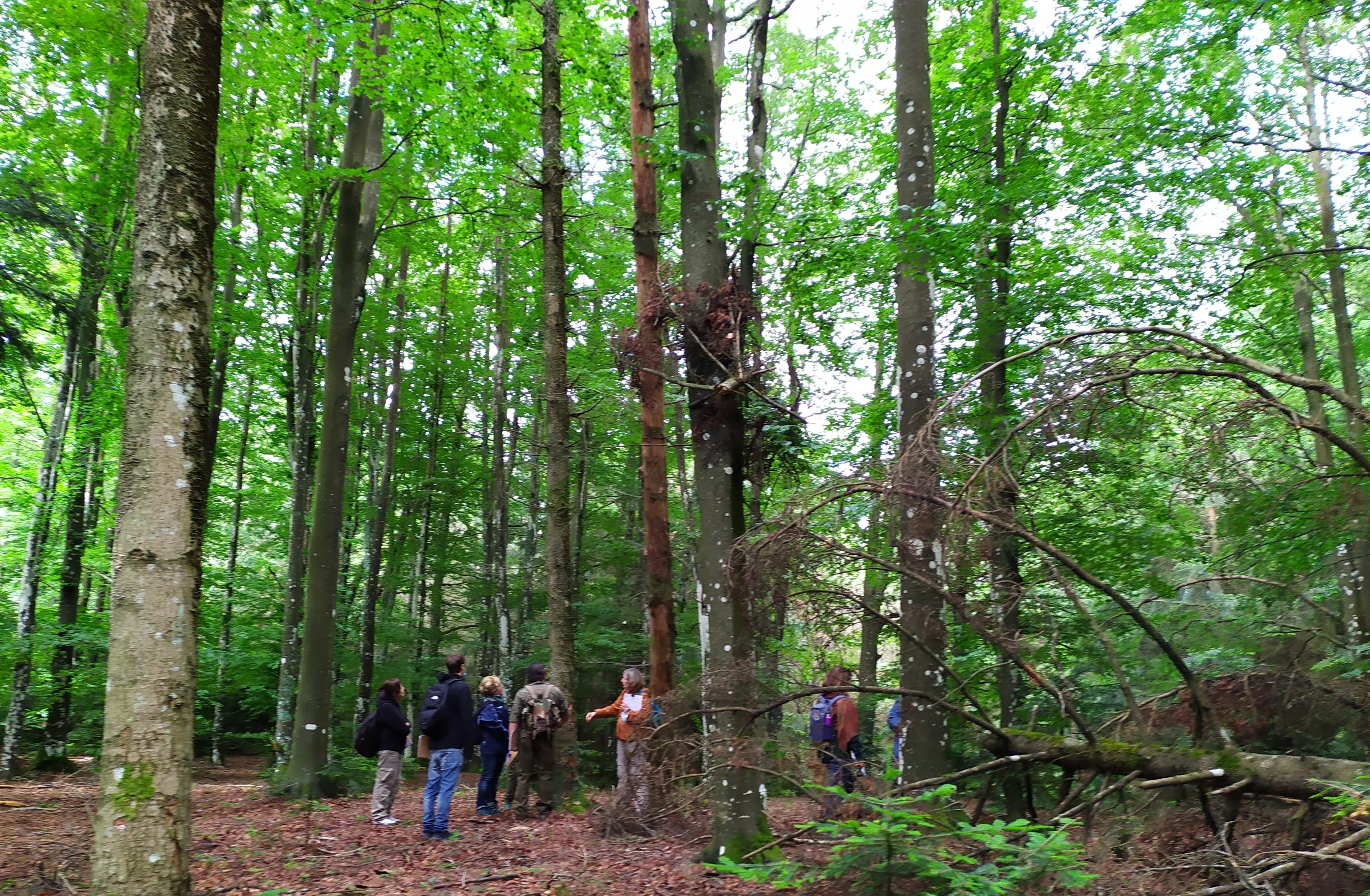 Immersione nella Foresta